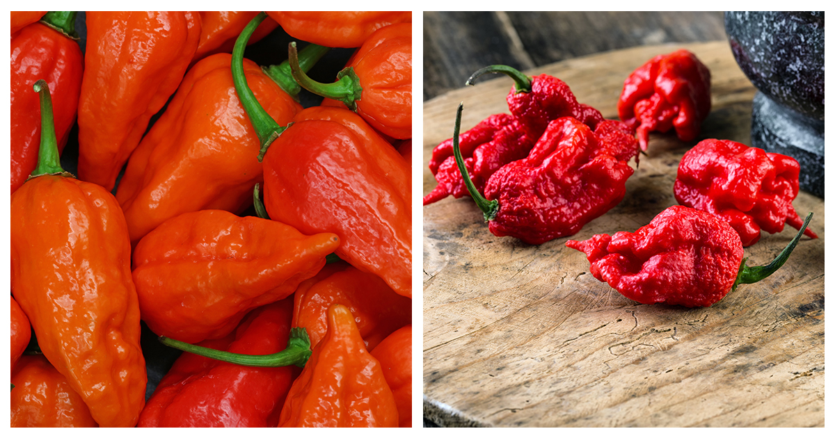 Ghost Peppers VS Carolina Reaper How Are They Different?