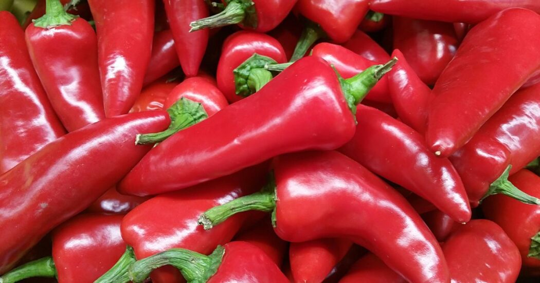 Fresno Pepper All About Heat Flavor Uses Substitutes   Fresno Pepper 01 Hollosticwow 1050x551 