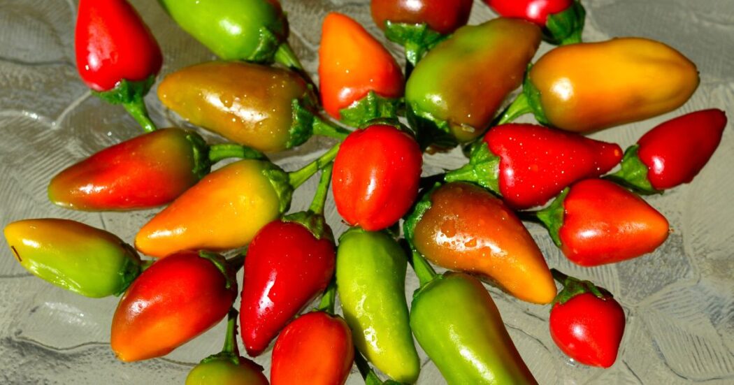 Fresno Pepper – All About Heat, Flavor, Uses, Substitutes