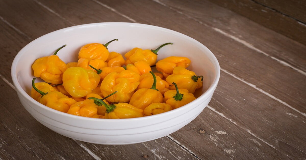 Naga Viper Pepper – All about Heat, Flavor, Uses, Substitutes