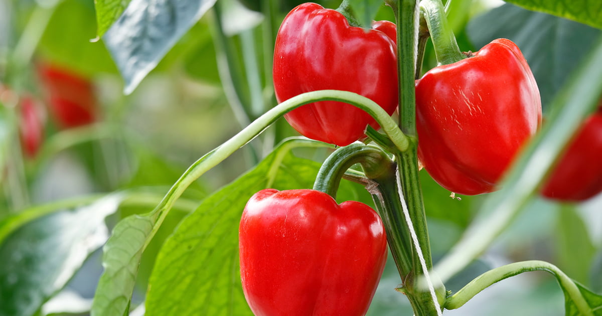 Health Benefits of Red Peppers: a Nutritional Powerhouse