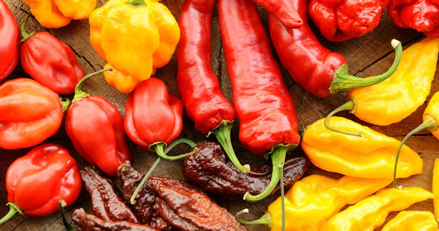 The story of the chili pepper, its symbolisms and its remarkable qualities