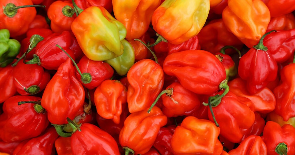 Scorpion Pepper VS Habanero: How Are They Different?