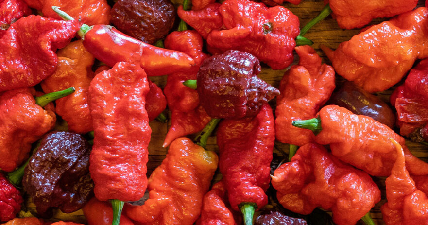 Death Spiral Pepper – All about Heat, Flavor, Uses, Substitutes